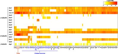 The Expression and Function of Tubulin Isotypes in Caenorhabditis elegans